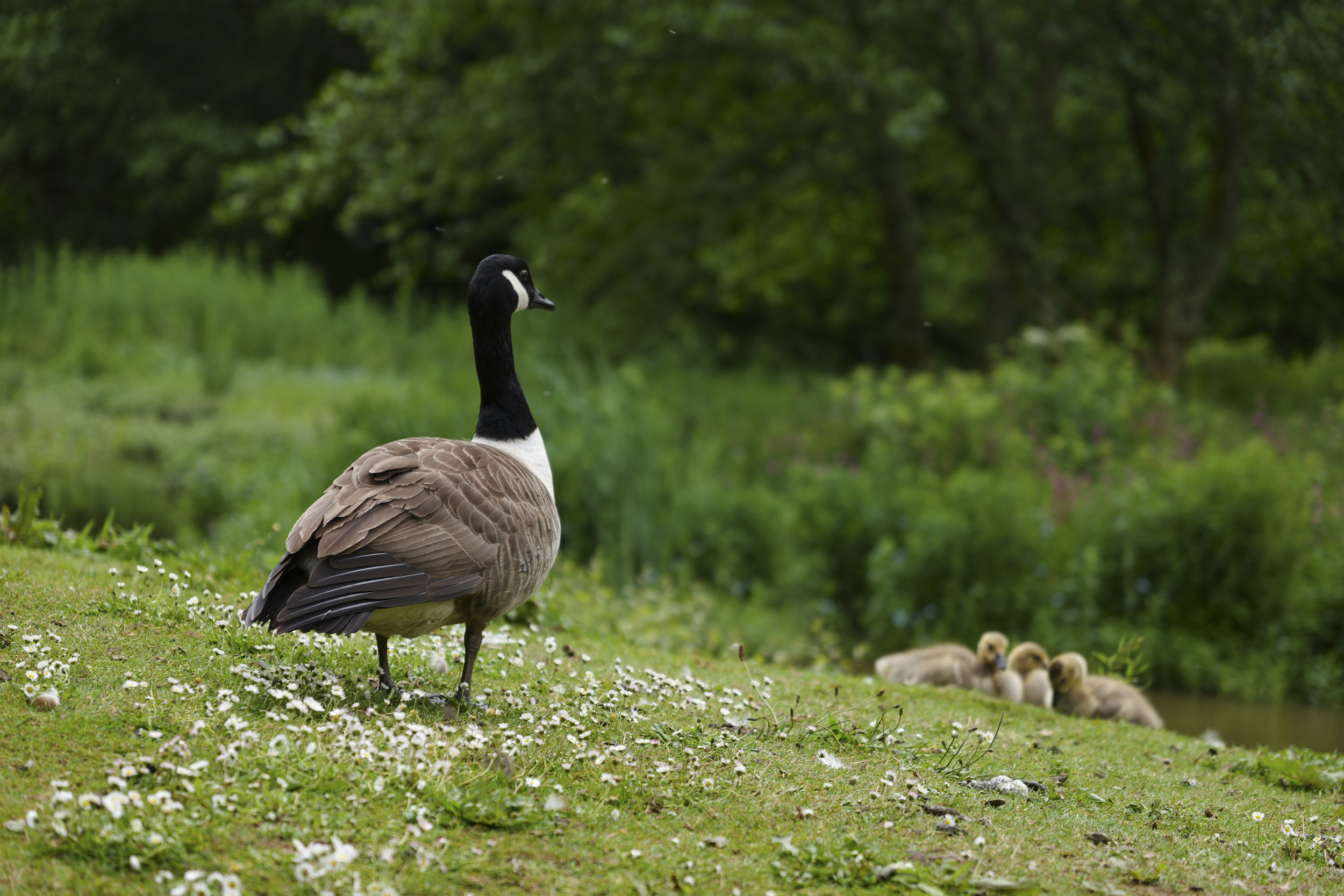 Panasonic Lumix S1 II sample gallery: a goose by a river bank