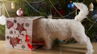 Dog sticking its head into a Christmas bag in front of a Christmas tree