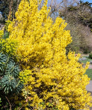 forsythia thriving in a good sunny location in the garden