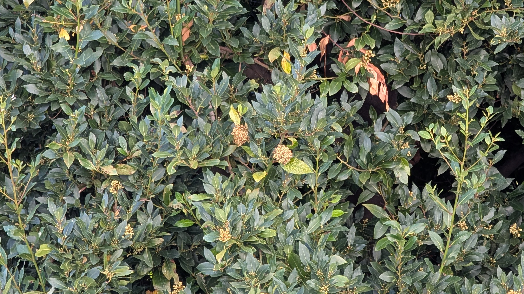 Green leaves on a tree