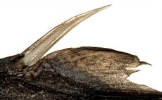 This photo is a close up of the dorsal-fin spine of a lanternshark.