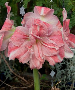 Rosetta pink amaryllis flowerhead in bloom