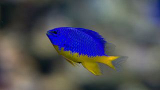 Yellow and blue damsel