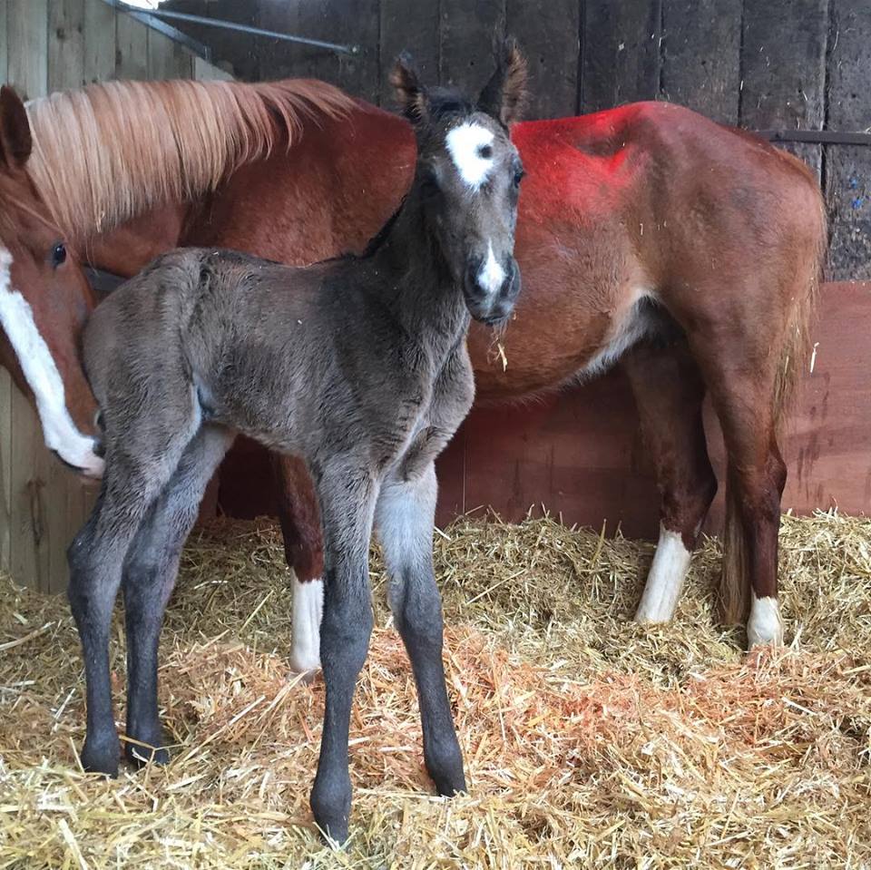 Classic Moet foal