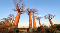 The Avenue of the Baobabs at sunset. We see a dirt road lined with at least six baobab trees.