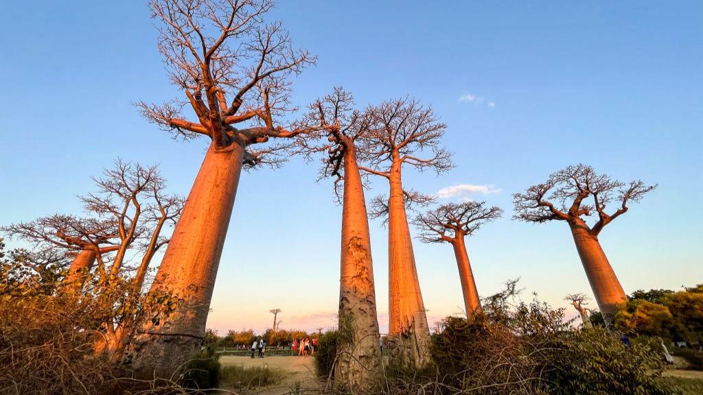 The Avenue of the Baobabs at sunset. We see a dirt road lined with at least six baobab trees.