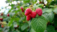 Close-up of a cluster of red raspberries ripening on the plant