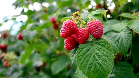 Close-up of a cluster of red raspberries ripening on the plant