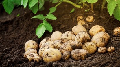 Fresh potatoes harvested on the soil