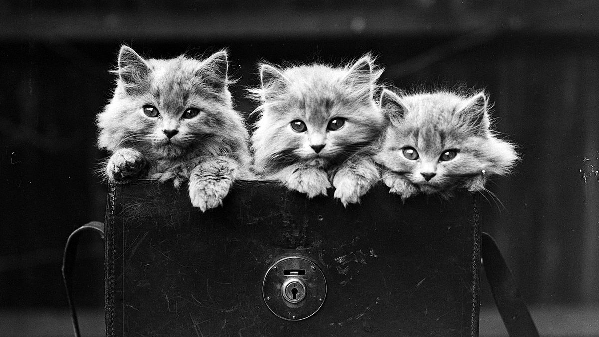 Schrodinger's cat explained The Week