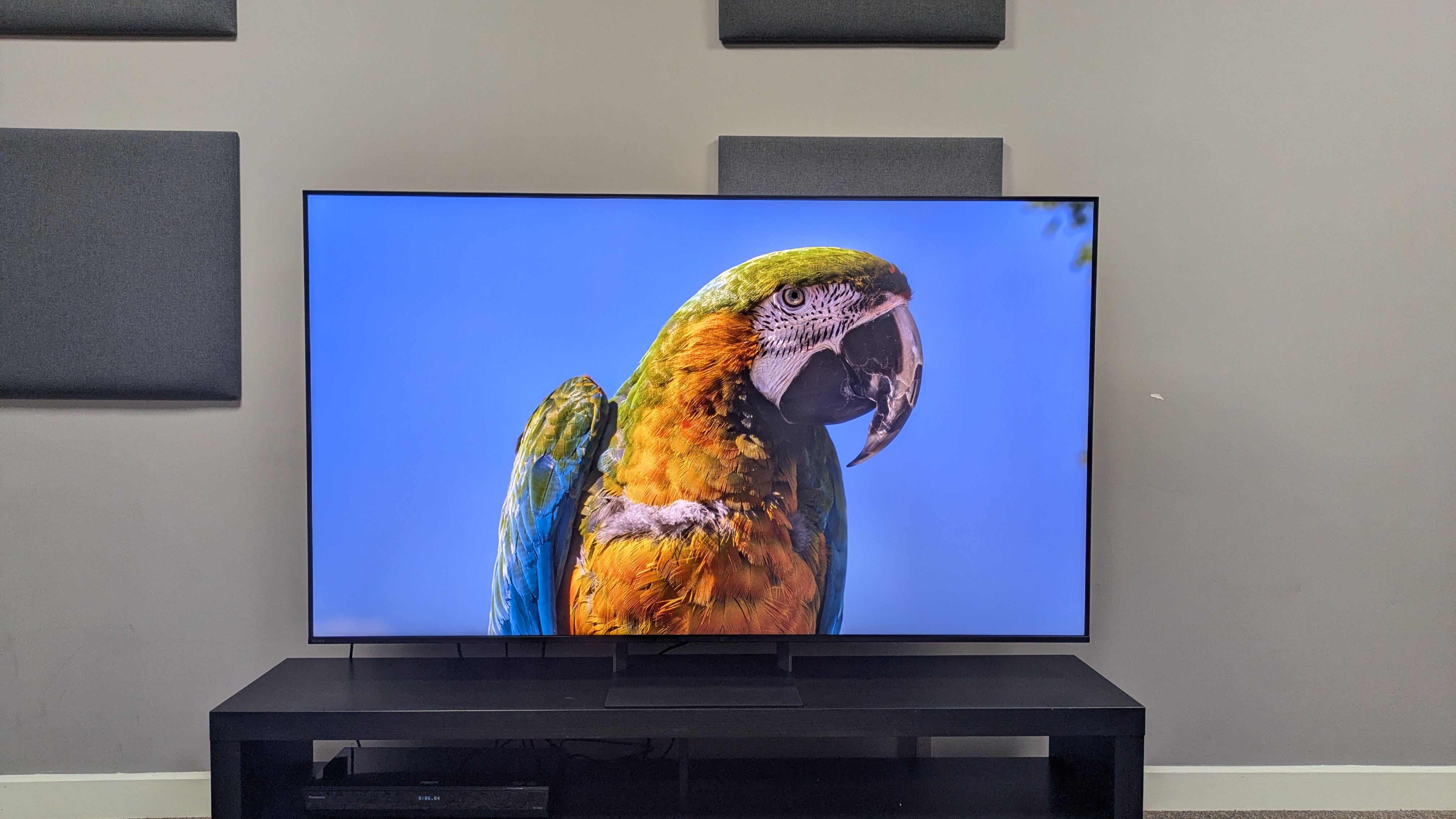 Sony Bravia 7 II with a shot of a parrot on screen 