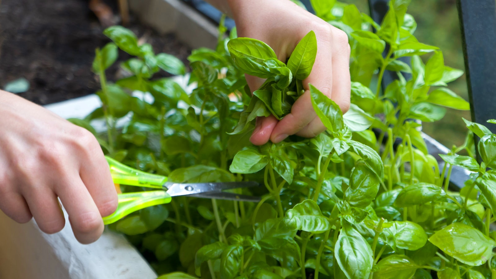trimming the herbs in a planter