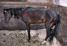 Caldbeck_horse.jpg