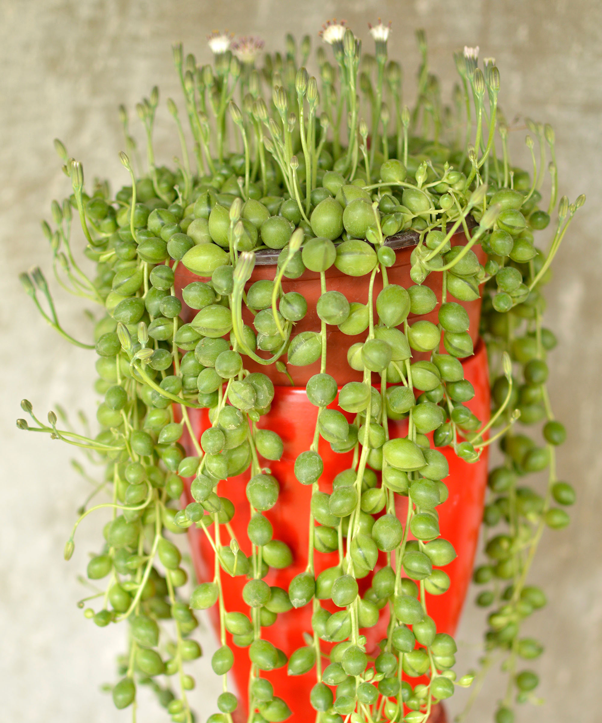 String of pearls plant with flowers, in red pot