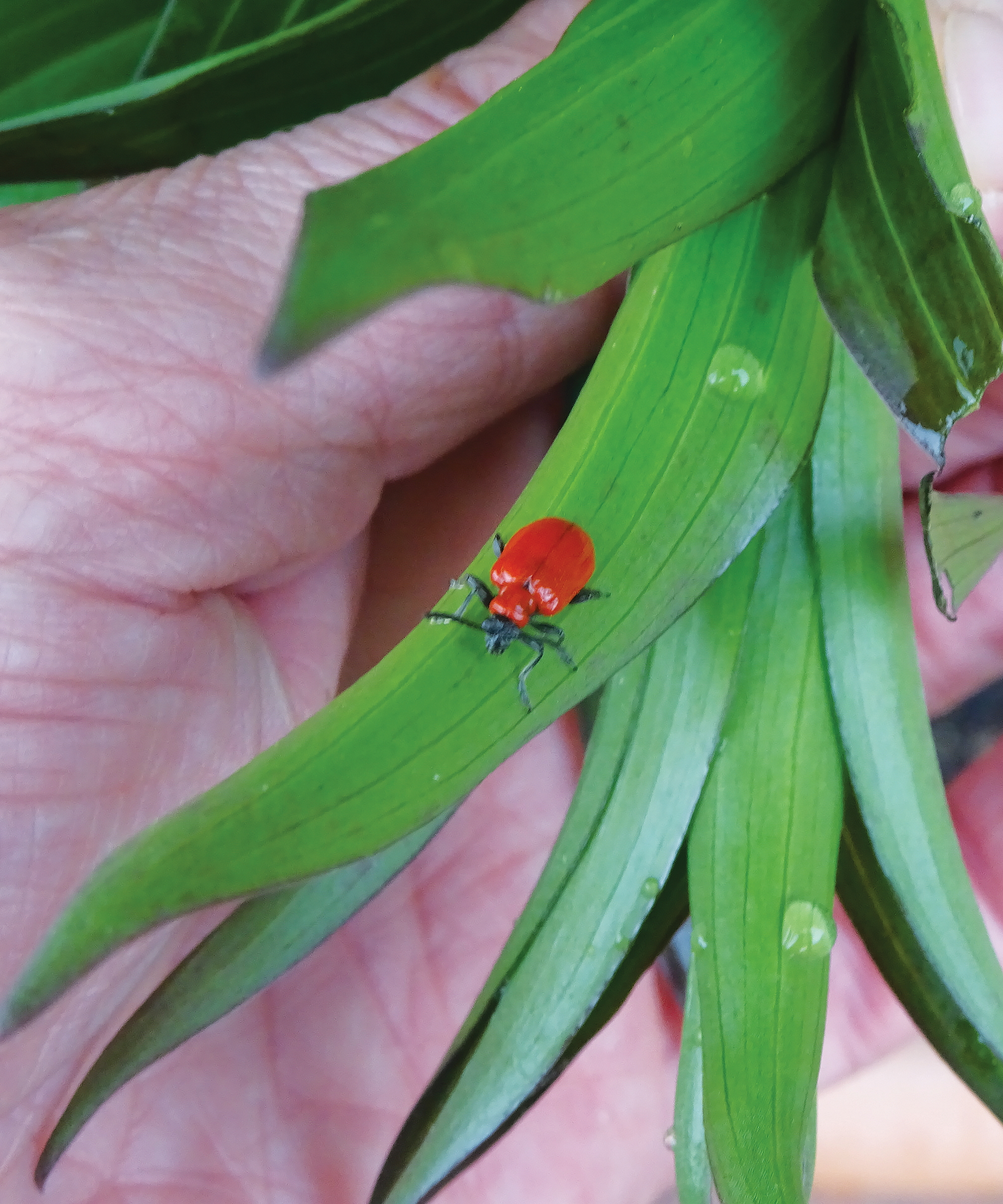 A red lily beetle on the green foliage of a plant