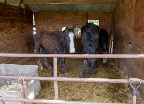 3youngsters - credit World Horse Welfare