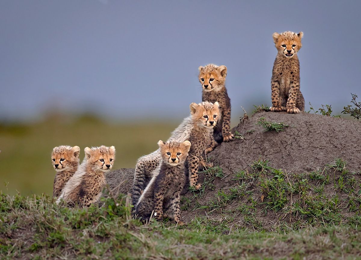 Wildlife photography competition showcases incredible cheetah pictures