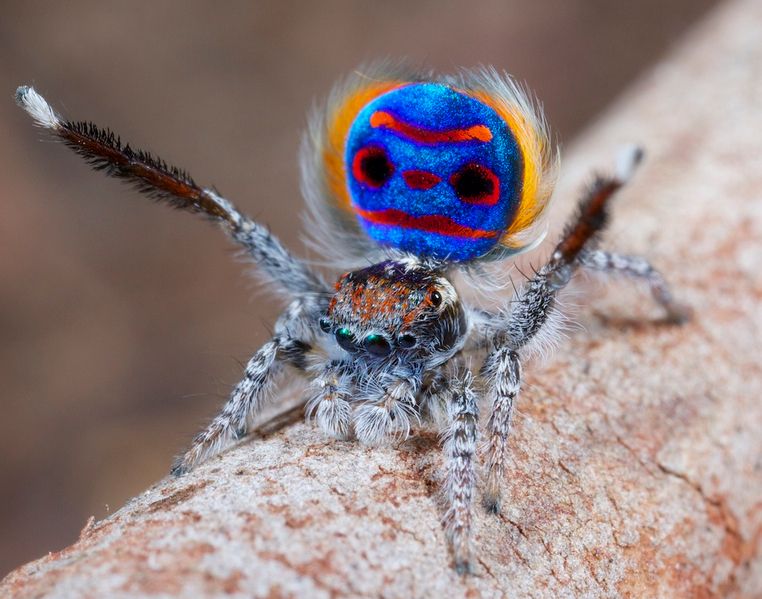 The Amazing Mating Dance of the Peacock Spider | Live Science