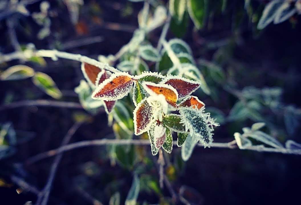 GuruShots - February 2026