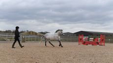 Cloning horses: Murka&rsquo;s Gem, a clone of Gem Twist, at home at Stallion AI Services in Shropshire.