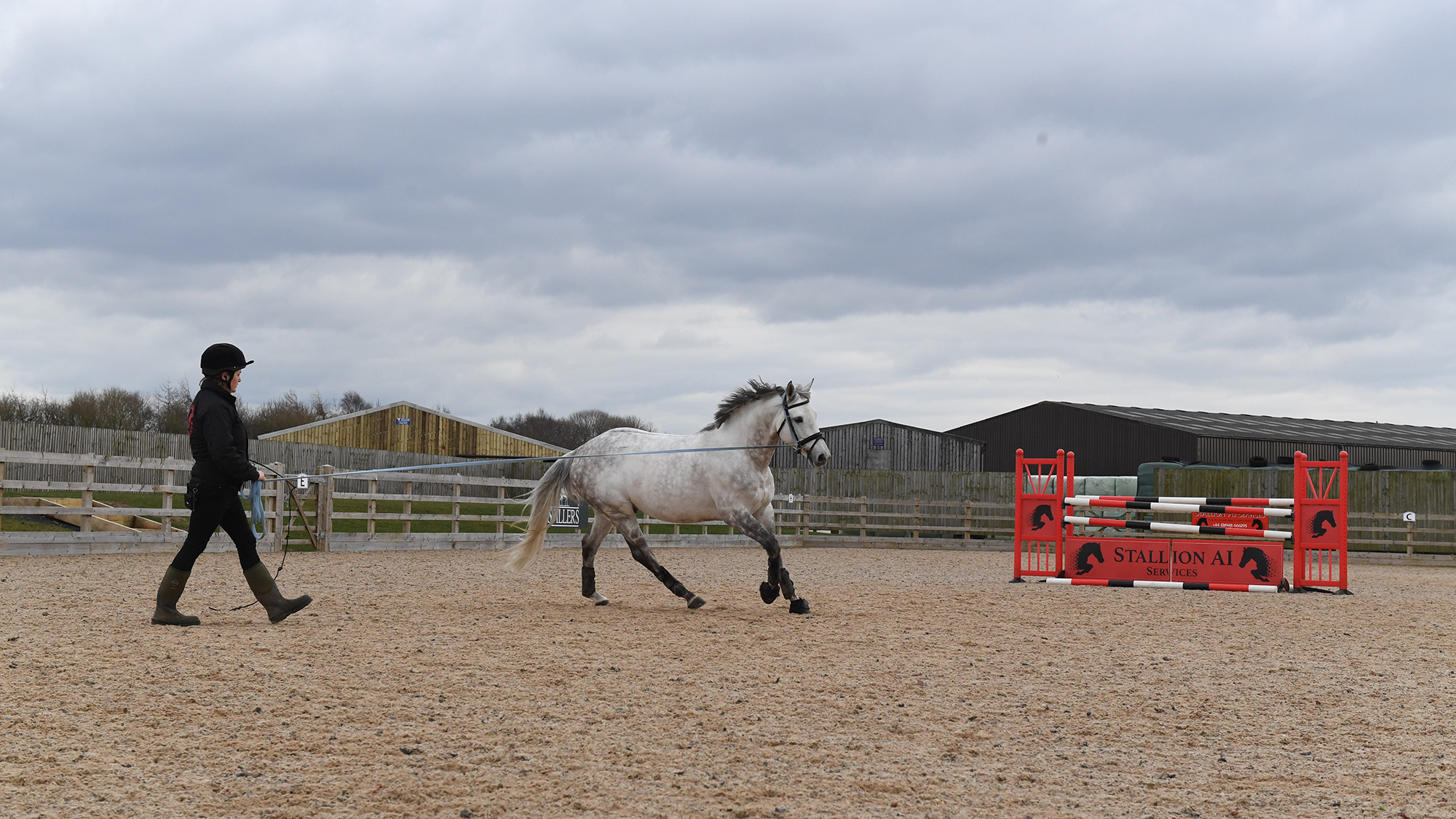 Cloning horses: Murka&amp;rsquo;s Gem, a clone of Gem Twist, at home at Stallion AI Services in Shropshire.