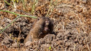 A gopher which has emerged from its mound