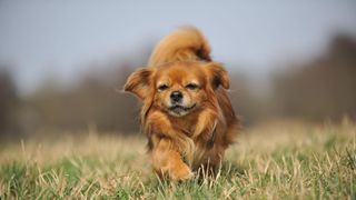 Tibetan spaniel