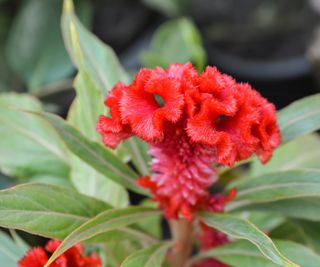 Flowering cockscomb in red with green foliage behind