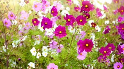 Pink and white cosmos flowers growing