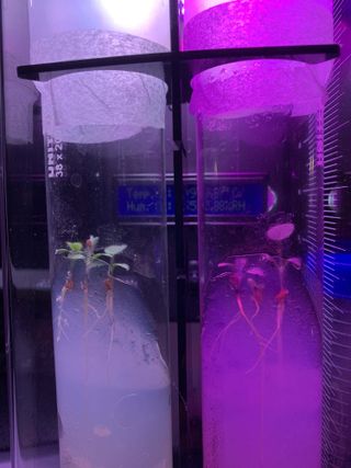 Crew Operation Officer Lori Waters' red clovers grow hydroponically as a ground trial of the ExoLab experiment on the International Space Station.