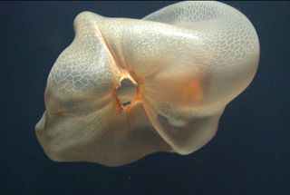 This gorgeous jellyfish, <i>Deepstaria enigmatica</i>, glides through the Pacific Ocean.