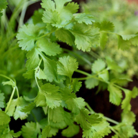 Coriander Plant 9cm | £4.79 at Waitrose Garden