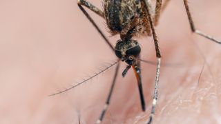 A mosquito biting into a white person&#039;s skin