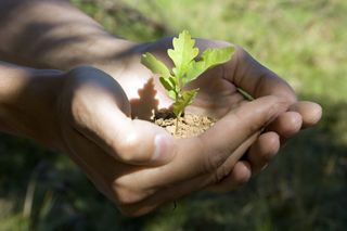 Sprout of an oak tree in man's hands