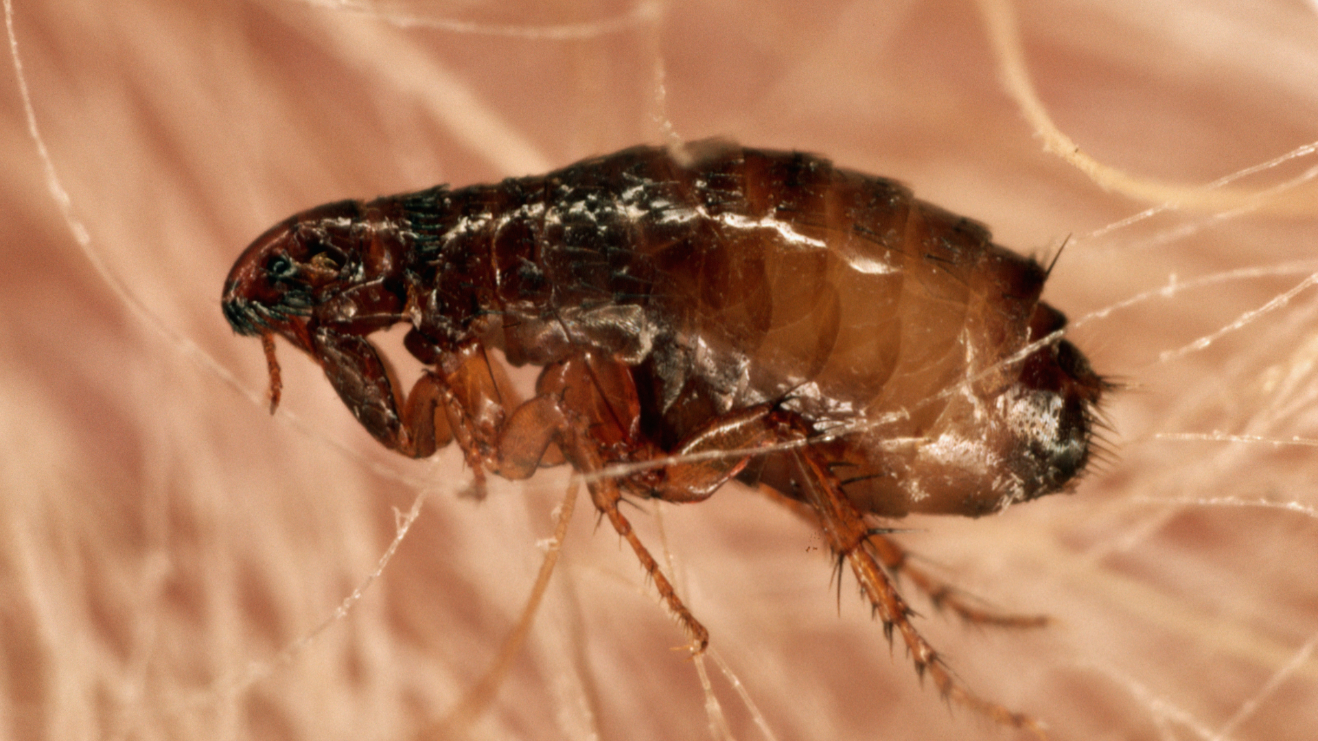 Close up of a flea on hair
