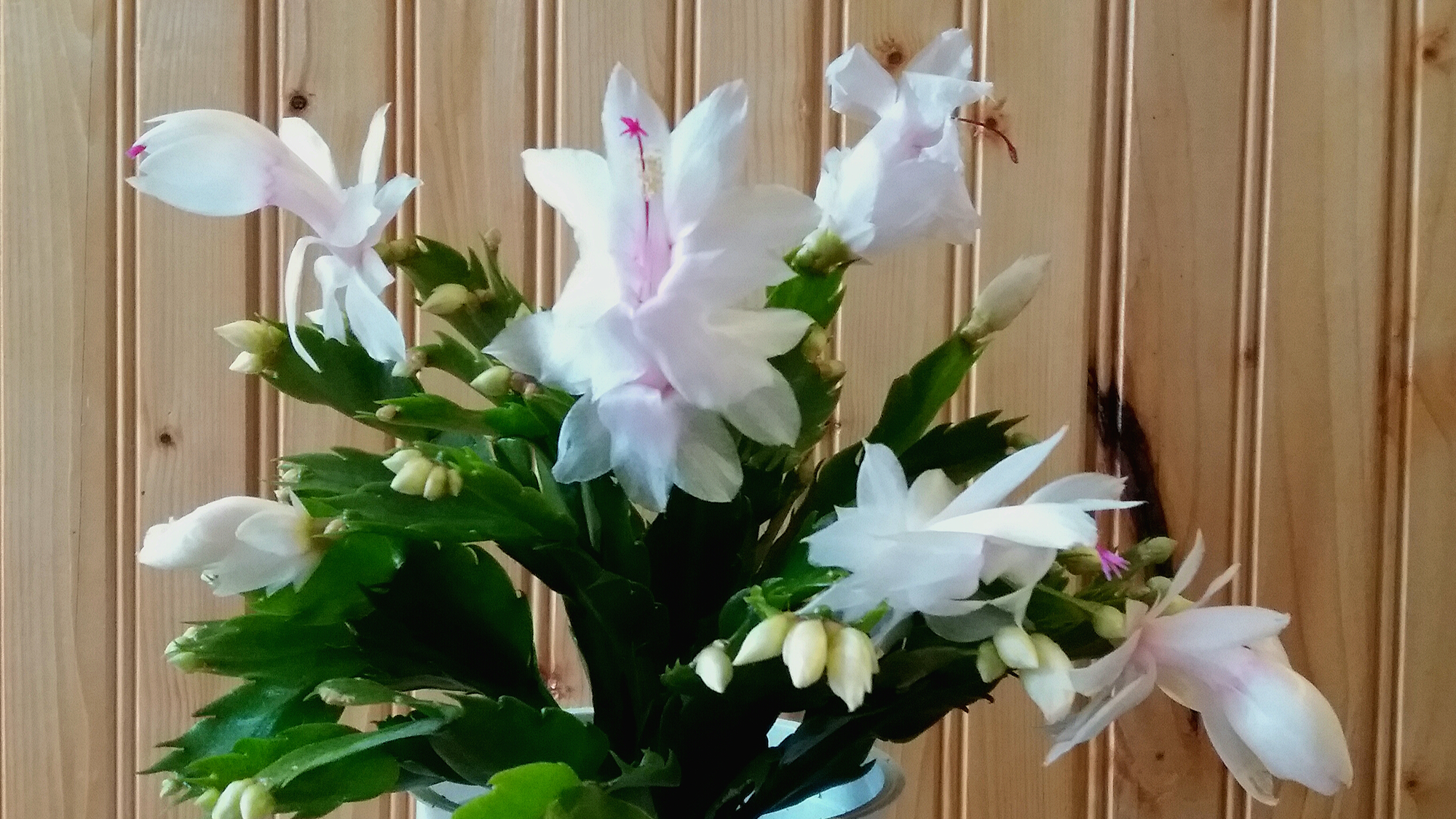 White Thanksgiving cactus