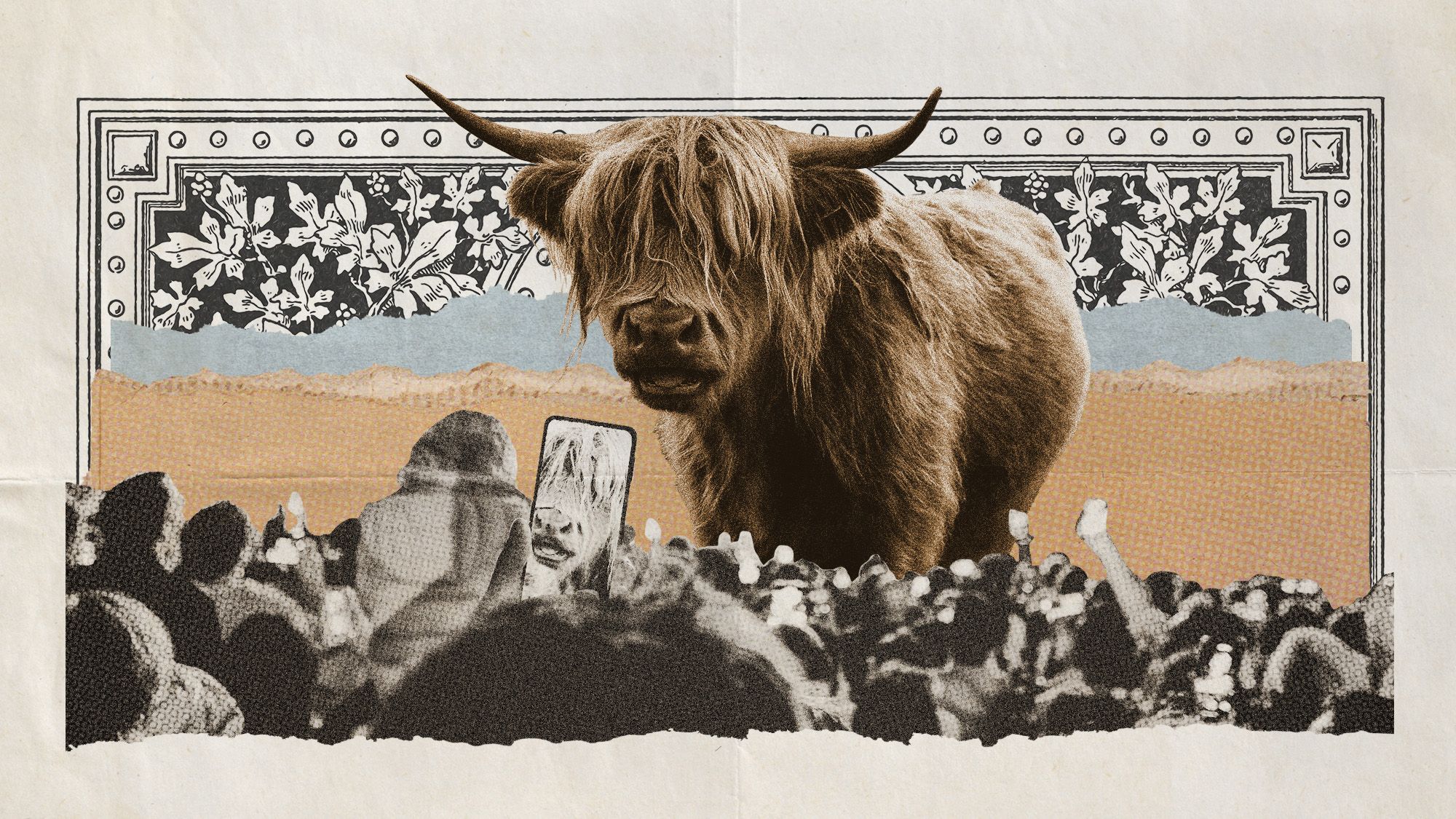 How Highland cows became unlikely social media stars