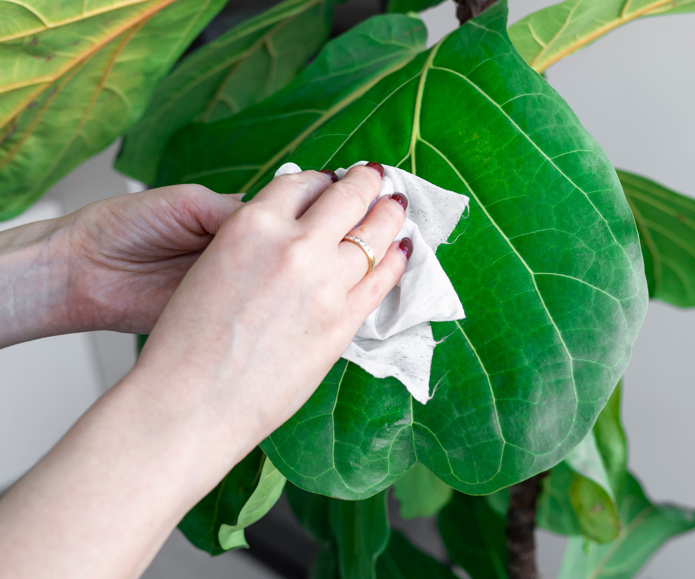 wiping houseplant fiddle leaf fig leaf
