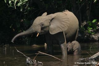 Mother and calf forest elephant.