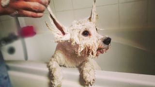 Dog being bathed in bath with best dog shampoo