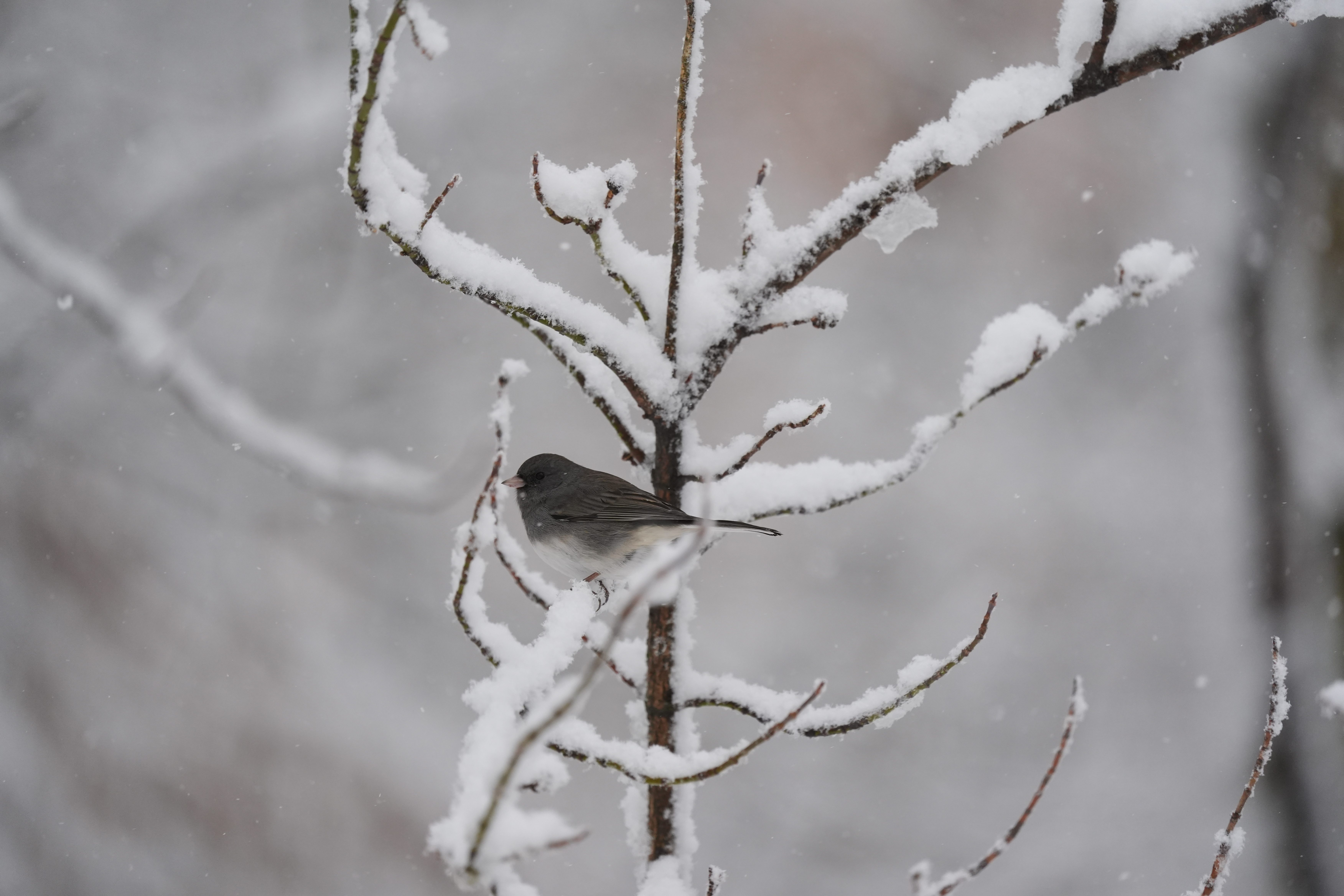 A bird photo taken with the Sony A7 V and FE 200-600mm f/25.6-6.3 G OSS