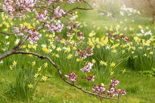 Pink cherry blossom flowers and yellow daffodils