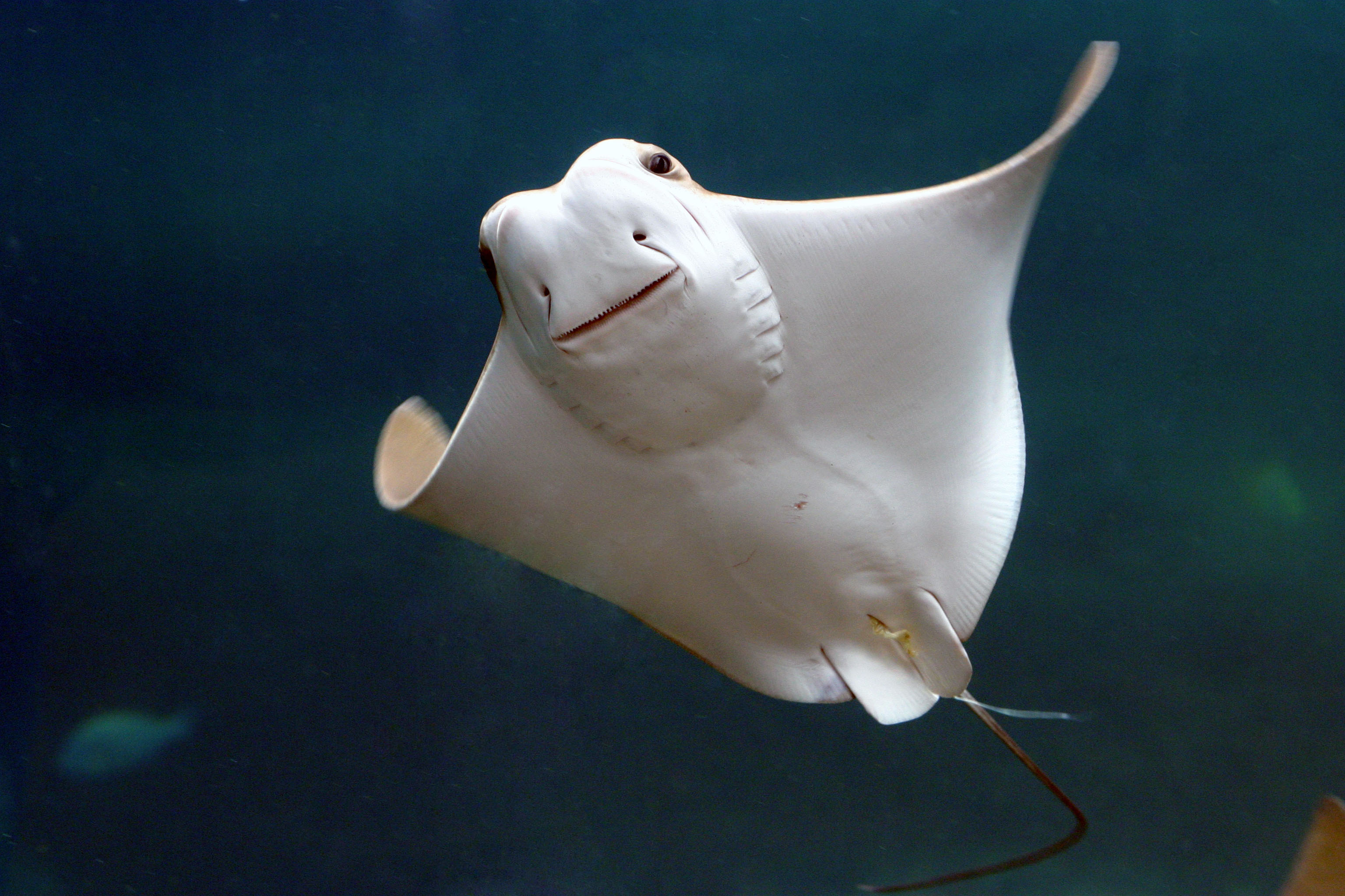 Smiling stingray