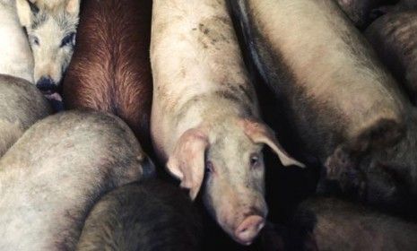 Hogs in the holding pen of the Smithfield Hams factory