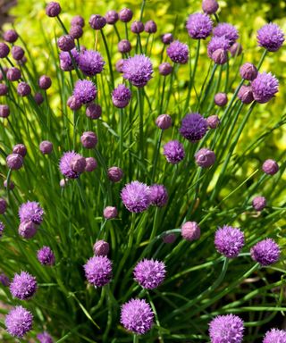 chives growing on an allotment border in summer