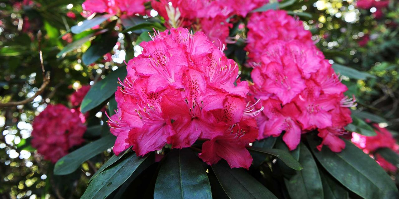 pink rhododendron flowers