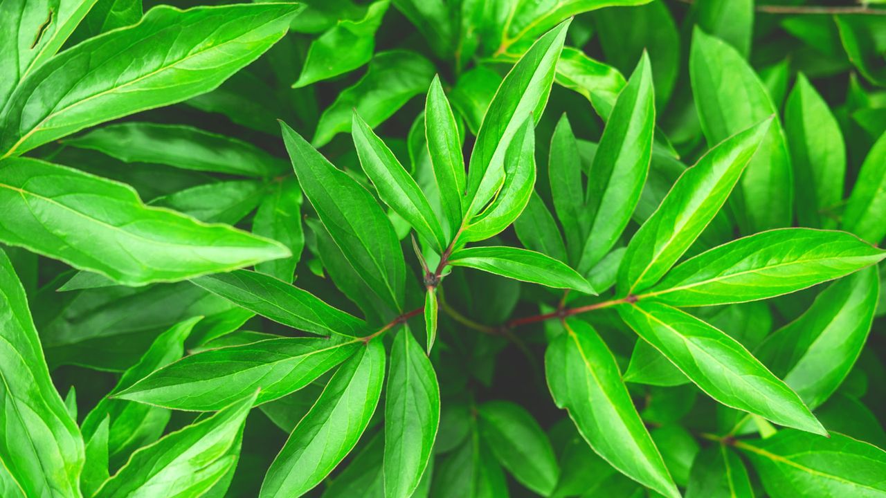 peony foliage after plant has stopped flowering