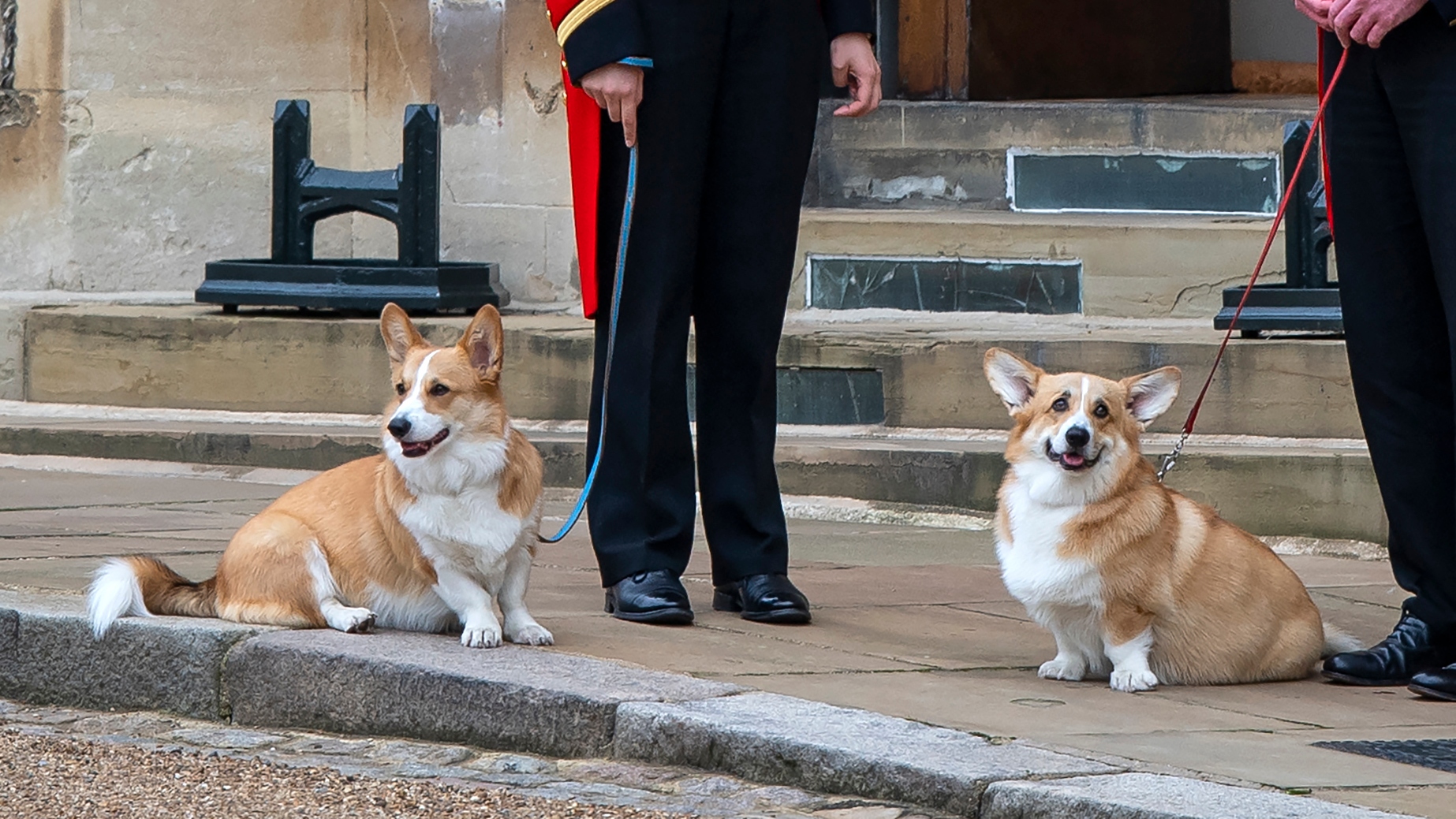 Members of the Royal Household stand with the Queen's royal Corgis, Muick and Sandy as they await the wait for the funeral cortege on September 19, 2022