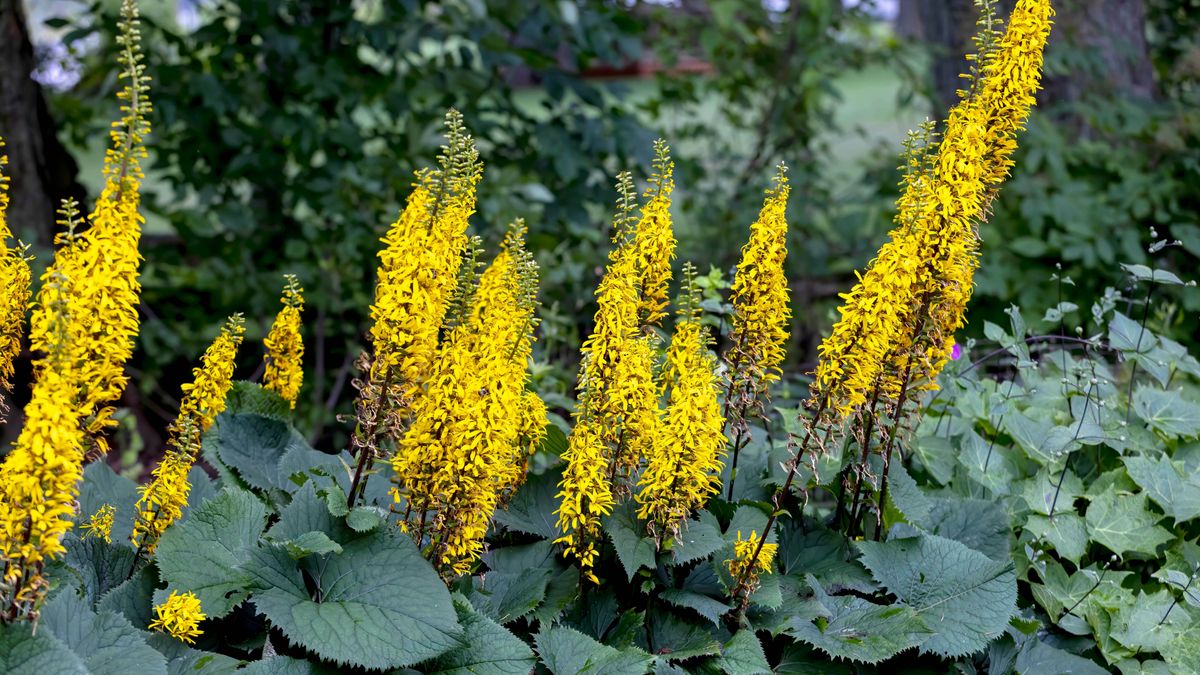 7 floodtolerant plants to protect your yard from heavy rain Tom's Guide