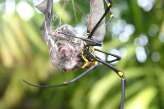 A small bat (superfamily Rhinolophoidea) entangled in the web of a Nephila pilipes spider at the top of the Cockatoo Hill near Cape Tribulation, Queensland, Australia. The spider pressed its mouth against the dead, wrapped bat, indicating that it was feeding on it.